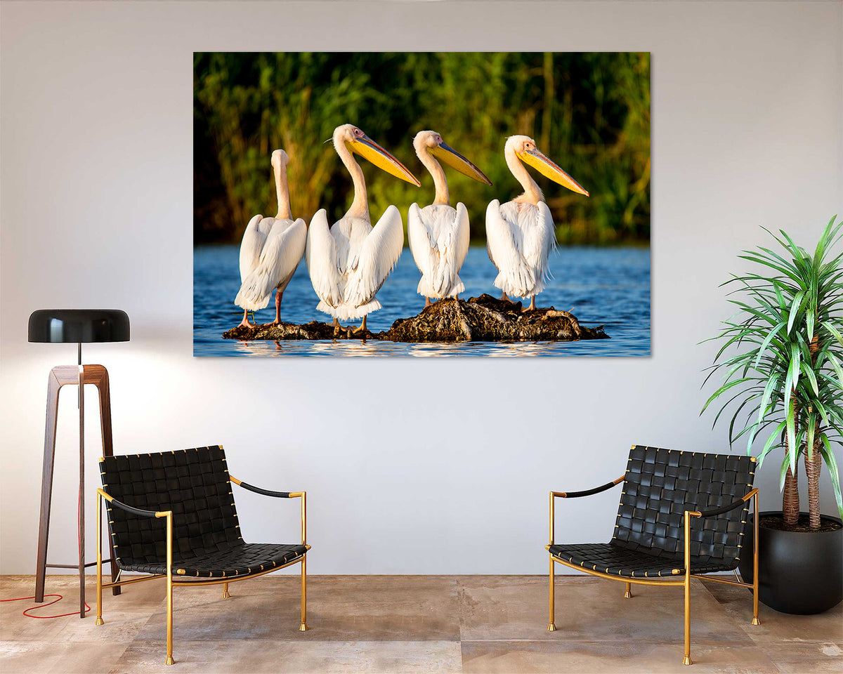 Tablou Canvas - Pelicani la Delta Dunarii
